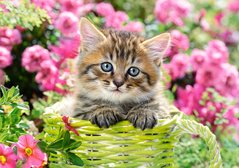 Фотография, изображение Пазл для детей "Котенок в цветочном саду" Castorland (B-52974)