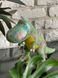 М'яка іграшка Динозавр Іккі FANCY 29см, фотографія