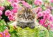 Пазл для детей "Котенок в цветочном саду" Castorland (B-52974), фотография
