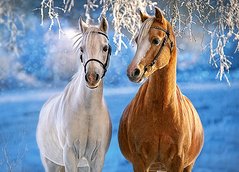 Фотография, изображение Пазл для детей "Зимние лошади" Castorland (B-27378)