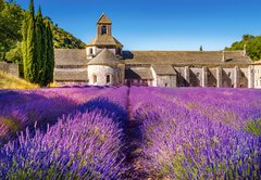 Фотография, изображение Пазл "Лавандовое поле в Провансе, Франция" Castorland, 1000 шт (C-104284)