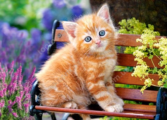 Фотография, изображение Пазл для детей "Рыжий котенок" Castorland (B-018178)