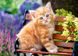 Пазл для детей "Рыжий котенок" Castorland (B-018178), фотография