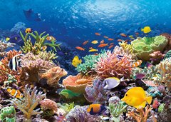 Фотография, изображение Пазл "Коралловый риф" Castorland, 1000 шт (C-101511)