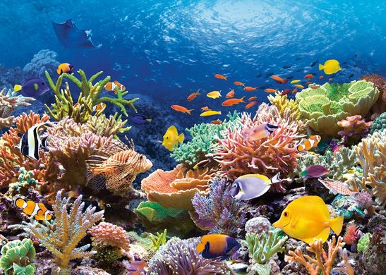Фотография, изображение Пазл "Коралловый риф" Castorland, 1000 шт (C-101511)