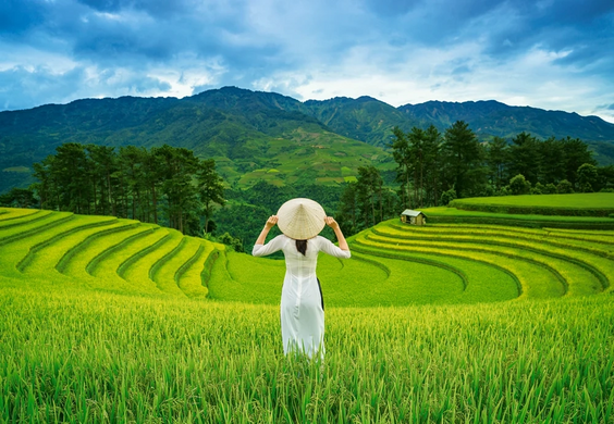 Фотография, изображение Пазл Castorland, Рисовые поля во Вьетнаме, 1000 деталей (C-105052)