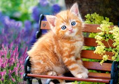 Фотография, изображение Пазл для детей "Рыжий котенок" Castorland (B-52240)