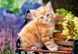 Пазл для дітей "Руде кошеня" Castorland (B-52240), фотографія